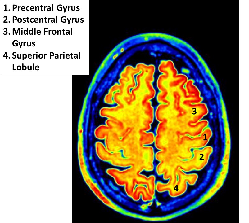 Educational Brain Blochs